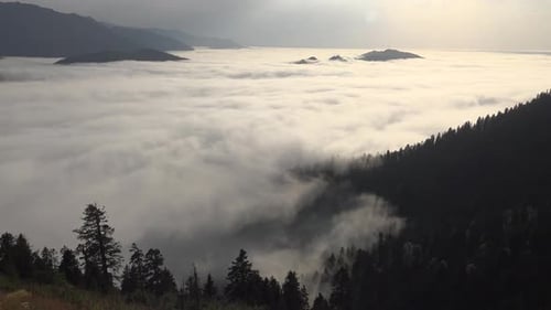 Sea of Clouds in the Valley Surrounded by Forest at Morning