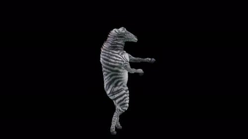 Realistic 3D Dancing Zebra Animated Loop on Transparent Background