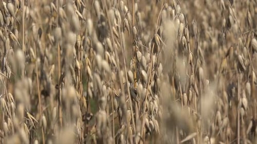 Harvesting Time of Oats
