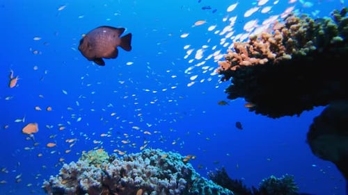 Tropical Coral Garden Life