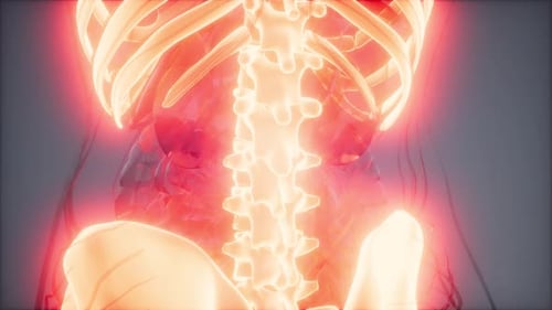 3D Medical Scan of Human Torso with Glowing Skeleton and Organs