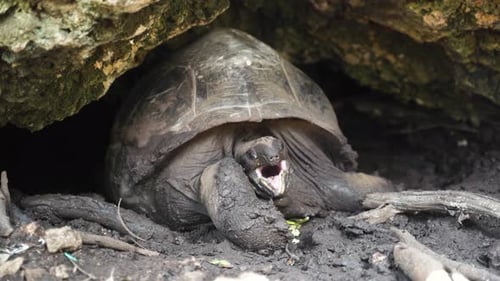 Tortuga gigante dando a luz tumbada en una cueva de roca, abriendo la boca.