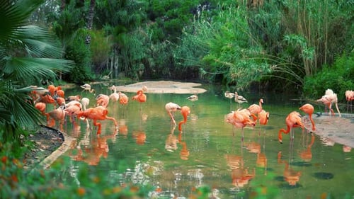 Group of Colorful Flamingos in the Pond