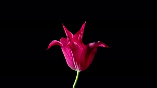 Pink Flower Blooming in Time Lapse Against Black