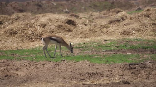 Gazelle Eats Green Grass in an Outdoor Setting