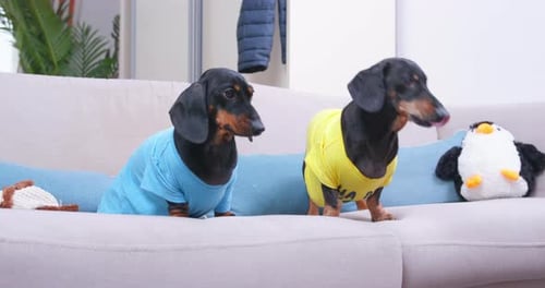 Playful Dachshund Dogs Wearing Shirts on Sofa