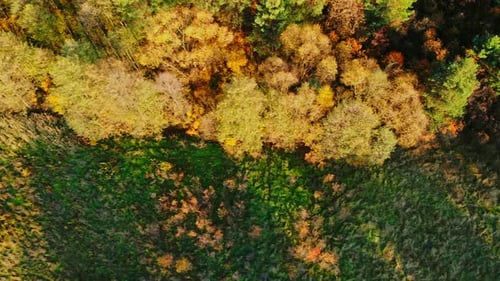 Forest seen from above. Beautiful, colorful woods in autumn.