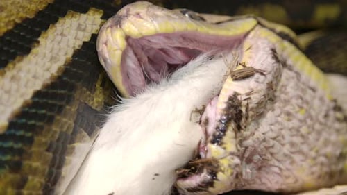 Python réticulé mangeant un gros mammifère en prise puissante