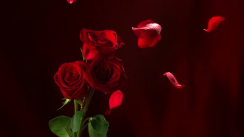 Rote Rose, Zeitlupe