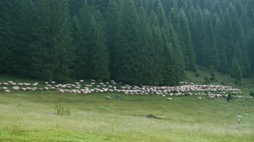 Flock of Sheep Grazing in Mountain Meadow