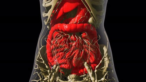 Detailed Human Digestive System Anatomy
