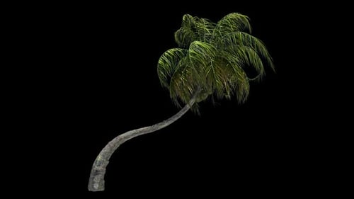 Tropical Palm Tree Swaying in Wind Animation
