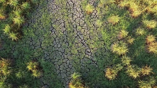 Drought dry rice paddy field.