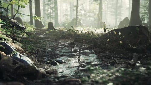 Small Creek Runs Through a Wide Valley Full of Fallen Leaves