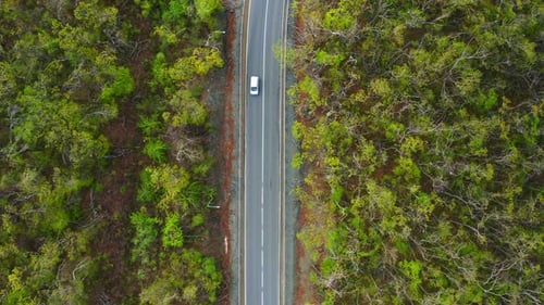 View From a Drone Vertically Down on an Asphalt Road in the Forest at Dawn