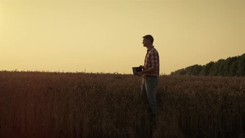 Agronomist Observing Wheat Field on Harvesting Season
