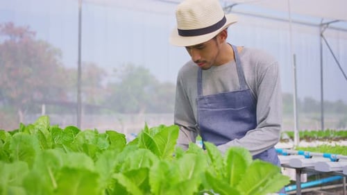 Asian happy male farmer owner working in vegetables hydroponic green house farm with happiness.