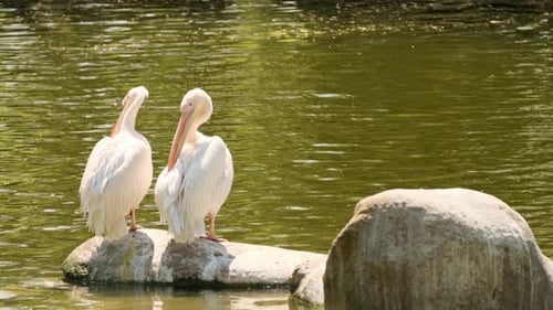 Fed pelican. White pelicans look for food by the water.