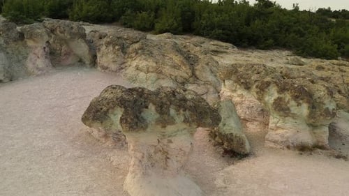 Das Naturphänomen Steinpilze