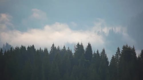 Shreds of Mist Over the Spruce Forest