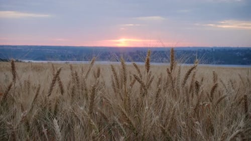 Evening Wheat Field 24