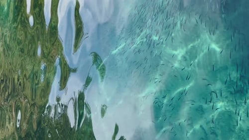 School of Fish Swimming in Clear Blue Water