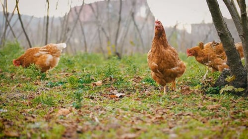 Chicken
