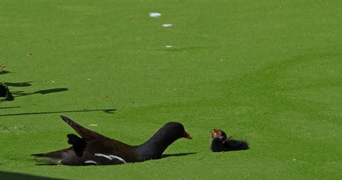 Common Moorhen or European Moorhen, gallinula chloropus, Adult with Chick, Pond in Normandy