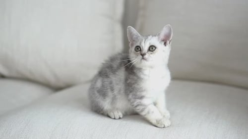 Cute Tabby Kitten Sitting on a White Couch
