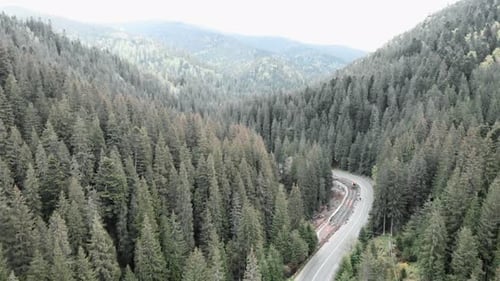 Mountain Forest