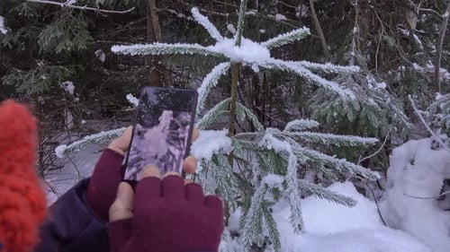 Woman Taking Pictures of Snowy Evergreen Tree