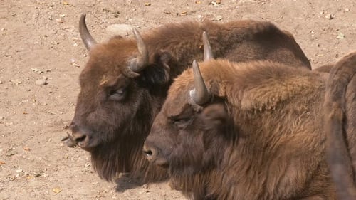 Couple de bisons sauvages se relaxant sur un terrain pierreux par beau temps dans la nature. Gros plan.