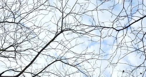 Kahler Baum in der Herbstsaison über klarem blauen Himmel