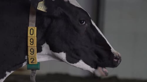 Cow Close Up in a Farm Barn