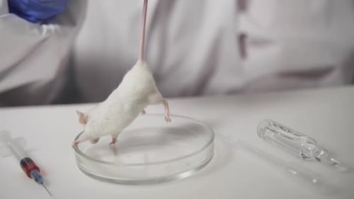 Lab Mouse Held by Tail in Scientific Setting