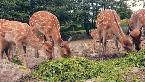 Young Deer Eating Grass. Herd of Young Orange Deer in a White Spot Eating Green Grass
