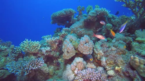 Tropical Reef Moray