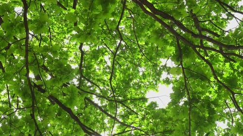 Green Oak Branches Background
