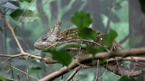Exotic Chameleon Sitting Amongst Green Leaves