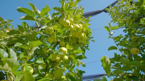 Branches with Apples and Green Leaves Wave in Light Wind