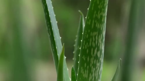 Green Aloe Vera Plant Close Up Footage