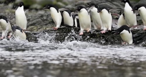 Adelie Penguins Swimming and Waddling on Rocky Shore