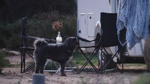Dog Camping in Nature at a Rural Campsite