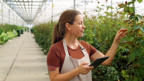 Woman Using Tablet in Rose Greenhouse