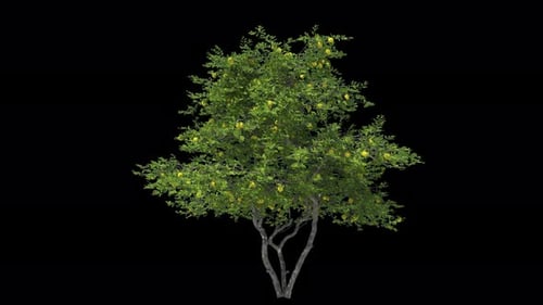 Citrus Lemon Tree isoliert