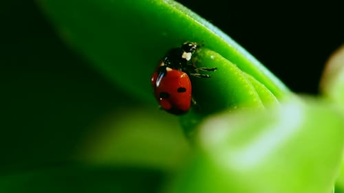 Ladybug Resting on a Green Leaf