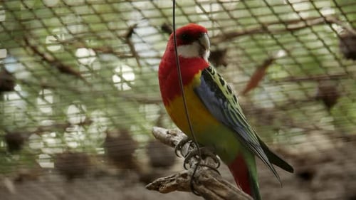 Farbenfrohe Eastern Rosella in einem Naturschutzgebiet in Australien. GESPERRTER SCHUSS