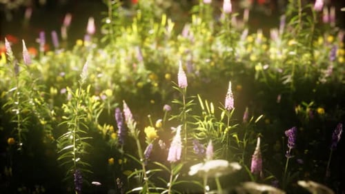 Wild Flowers in the Field