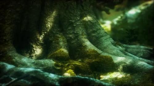 Tree with Moss on Roots in a Green Forest