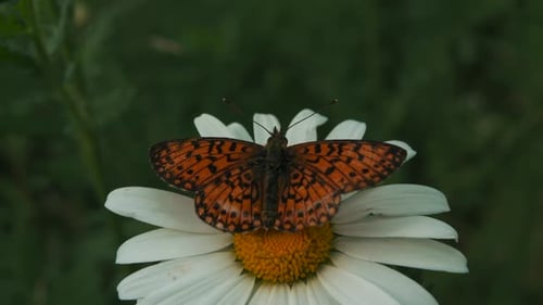 Butterfly Collects Nectar From a Flower Close Up